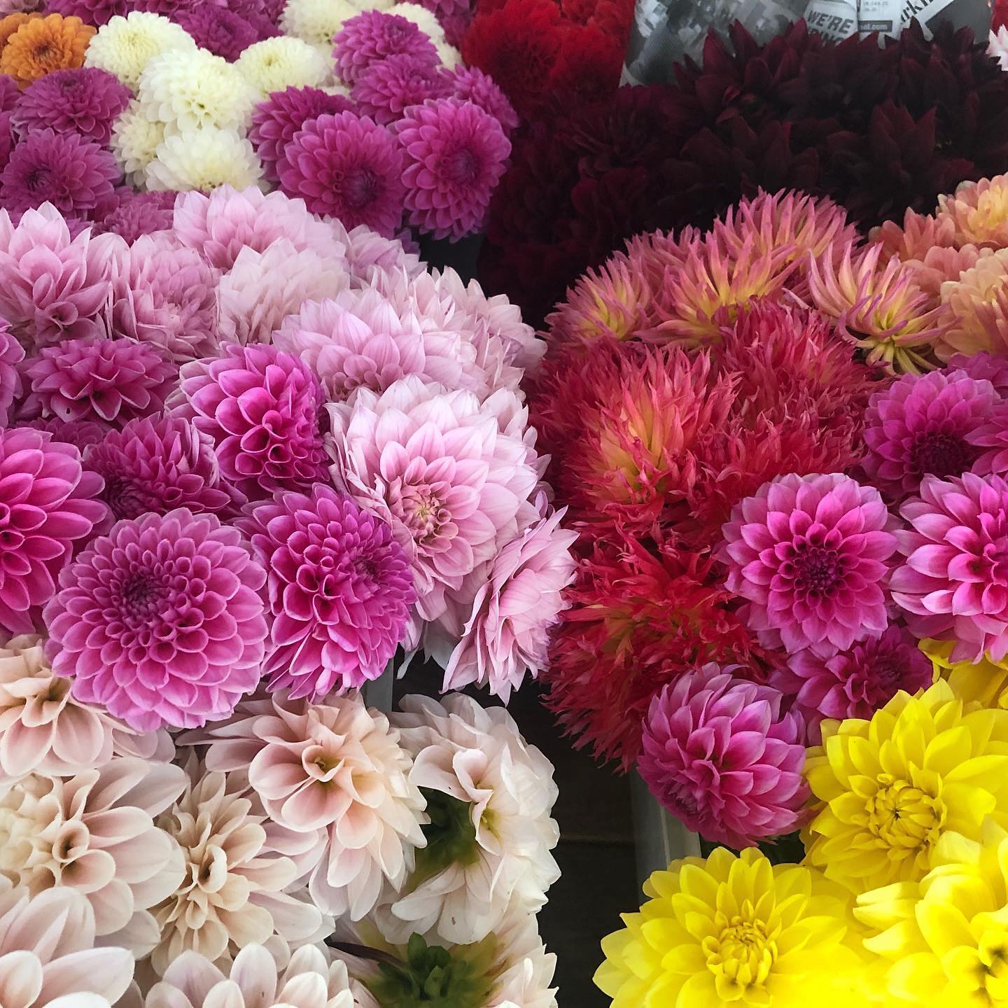 colorful mums