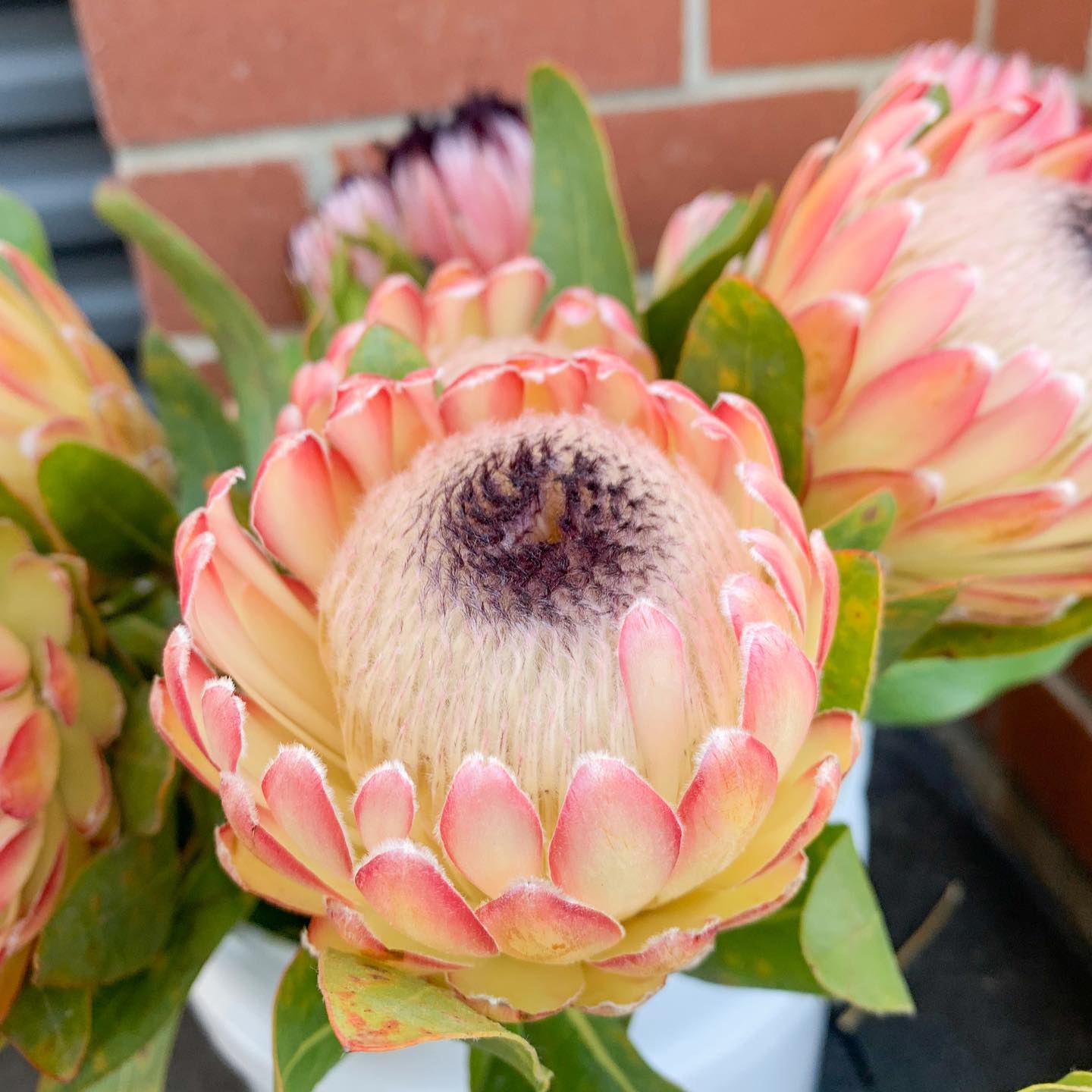 pink protea