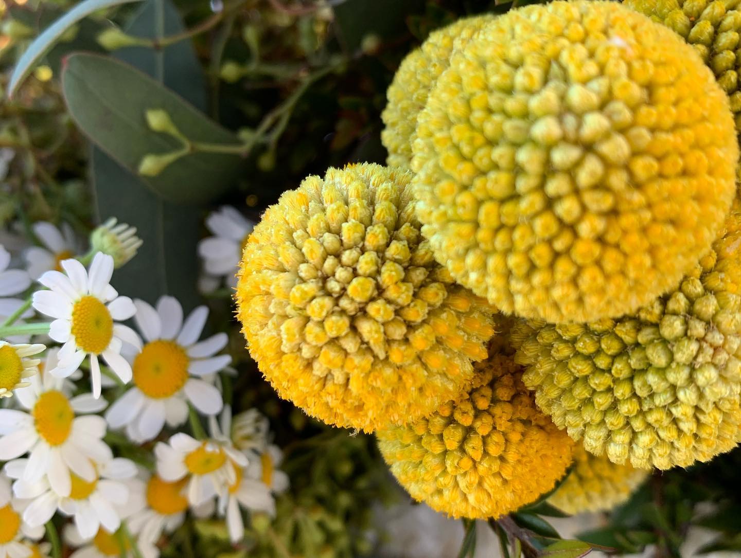 craspedia and daisies