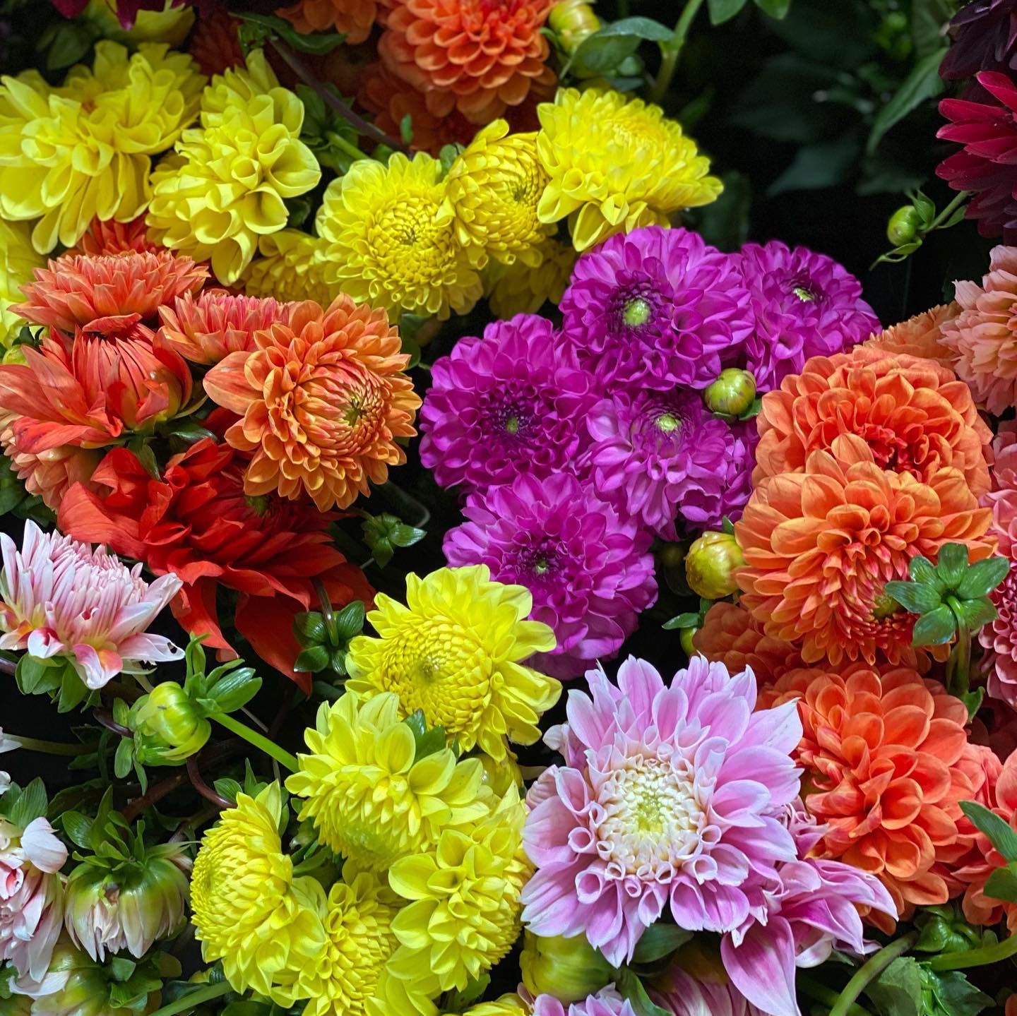 assorted colorful mums