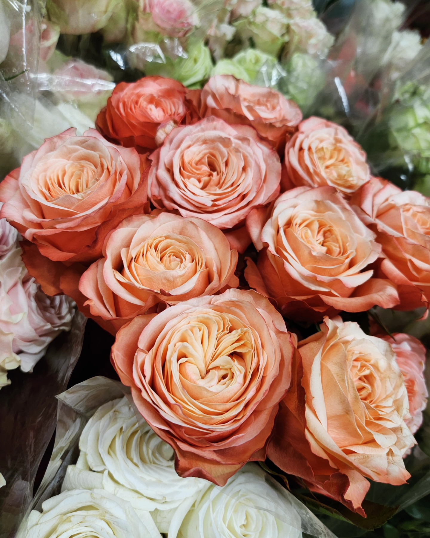 orange roses