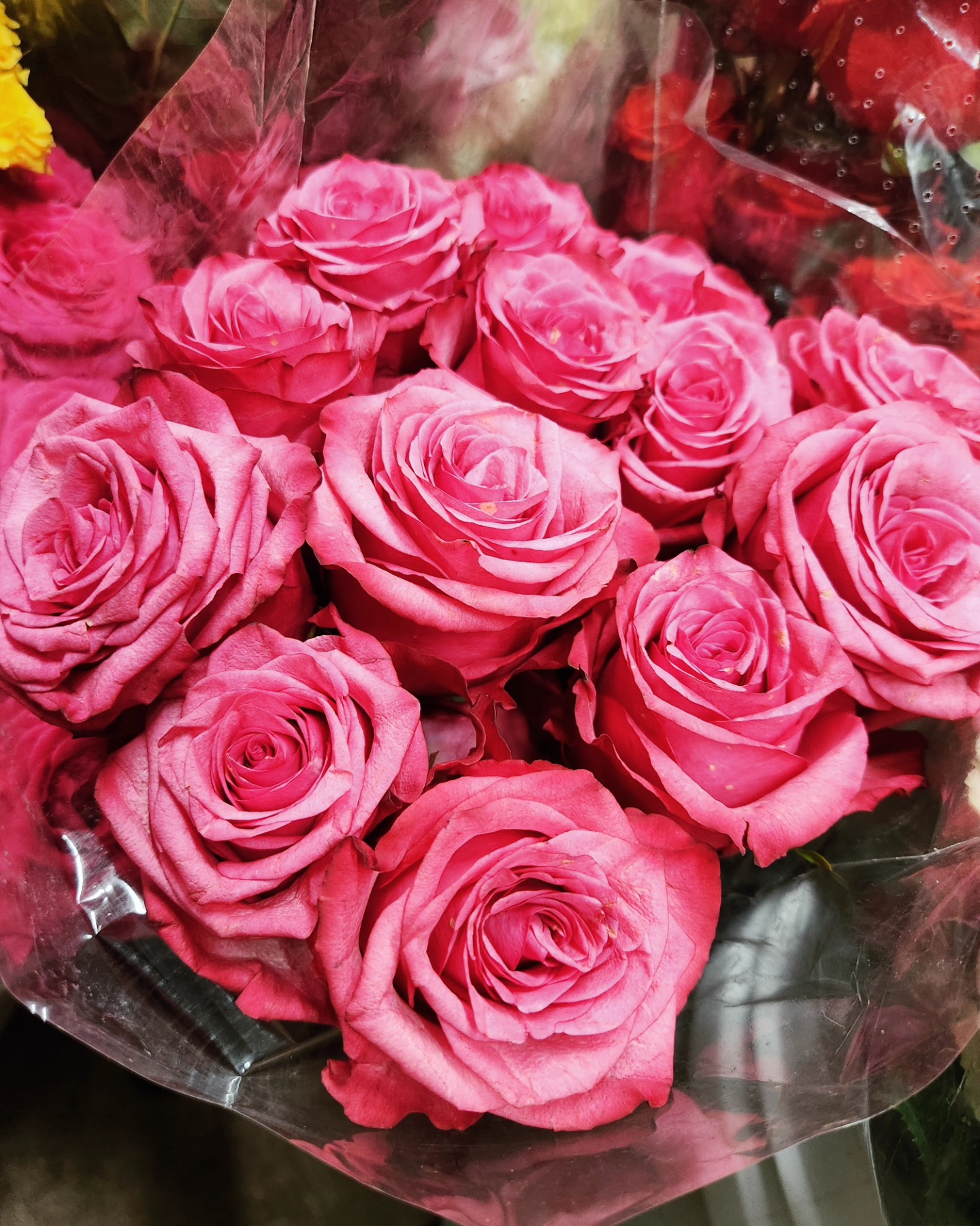 pink roses